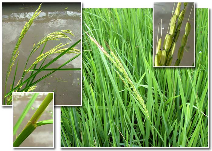 oryza sativa